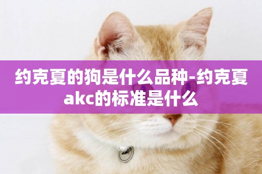 约克夏的狗是什么品种-约克夏akc的标准是什么